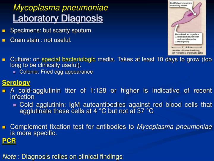 Mycoplasma pneumoniae