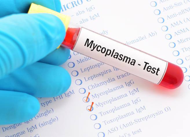 Mycoplasma pneumoniae